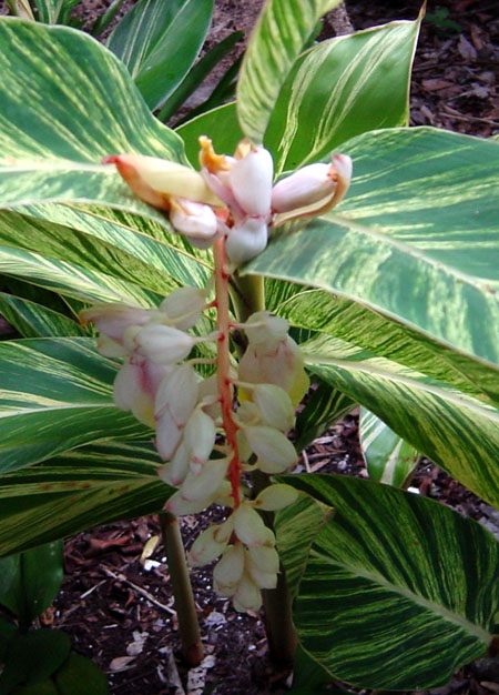 alpinia zerumbet 'variegata', variegated shell ginger